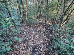 -午潮山国家森林公园