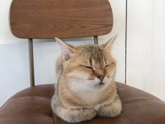 -共舞时光猫咖·狗咖(新街口店)