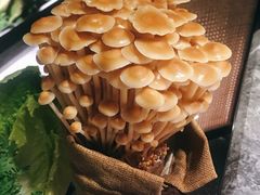 活体蘑菇-麻路成都火锅(柏威年店)