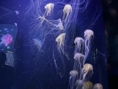 -青岛海底世界-水族馆