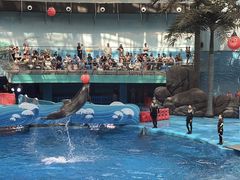 -海合安成都极地海洋公园