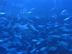 -成都浩海立方海洋公园