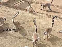 -秦皇岛野生动物园