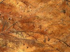 -白鹭湾湿地公园