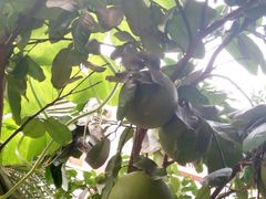 -马学武手抓美食(下南关总店)