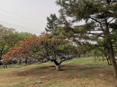 -玲珑塔公园