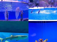 -珠海长隆海洋王国