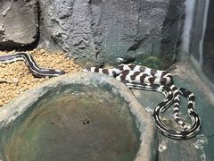 -贵州森林野生动物园