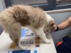 -伟伟宠物医院·CT影像中心·瑞派犬猫综合性门诊(汉口总院)