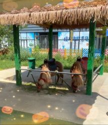 -萌宠亲子动物乐园(槐房万达店)