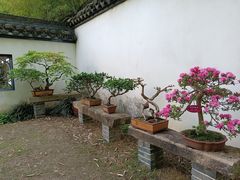 -上海醉白池公园