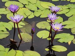 -国家植物园南园
