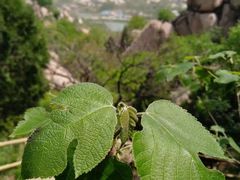 -嵖岈山风景区