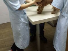 -爱侣·安琦尔宠物医院·中兽医针灸·心内科·狂犬免疫点(宝山区院)