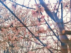-桃花堤公园