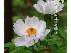 -洛阳市隋唐城遗址植物园