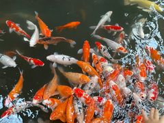 -南宫五洲植物乐园