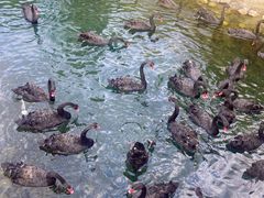 -长白岛森林公园