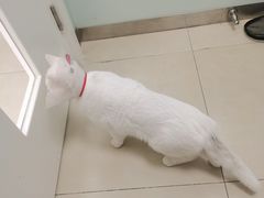-宠福鑫康馨动物医院·骨科·眼科