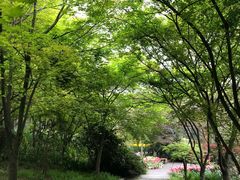 -老幺泉水鸡