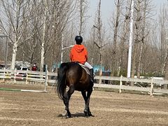 -北京群众马术培训基地