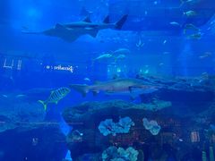 -迪拜水族馆及水下动物园