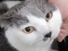 -安安宠医宠物医院·异宠·犬猫内科(岳阳分院)