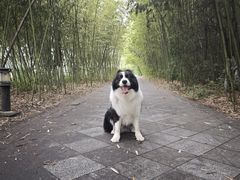 -林间山庄