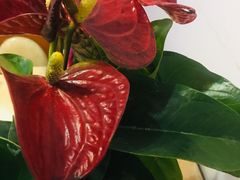 -金科花卉市场