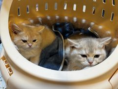 -宠爱国际动物医院·消化内科·心肾内科·ISFM猫友好(望京店)