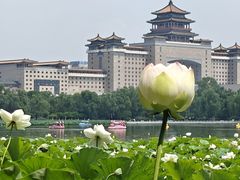 -莲花池公园