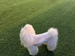-达爱动物医院·犬猫分区·CT·复杂眼科(远洋山水分院)