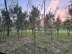 -合肥滨湖国家森林公园