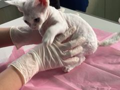 -北京观赏动物医院·24小时大型综合·猫专科·异宠专科