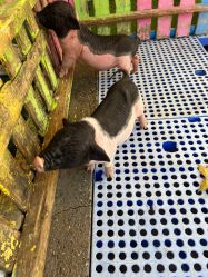 -萌宠亲子动物乐园(槐房万达店)