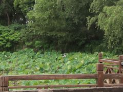 -合肥滨湖国家森林公园