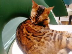 -安格丽娜·狗咖·猫咖羊驼咖(春熙路百盛商场店)