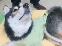 -逗柴咖啡屋·狗咖猫咖宠物桌游