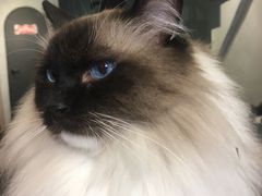 -猫儿山۰猫主题餐厅