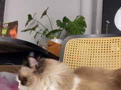 -琪喵猫屋·撸猫猫咖·猫舍