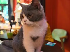 -猫色咖啡·猫咖