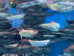 -多彩贵州城极地海洋世界