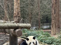 -都江堰中华大熊猫苑