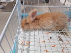 -怪兽屋·羊驼·猫咖·狗咖(俊华广场店)