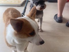 -艾贝尔宠物医院·狂犬免疫点(江山金象城店)