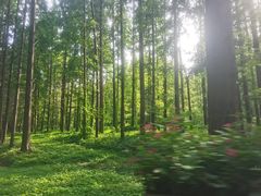 -黄海国家森林公园