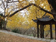 -千年银杏谷文化旅游区