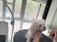 -久久宠物(河东万达店)