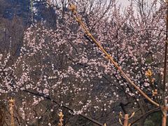 -棒棰岛宾馆景区