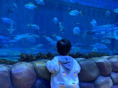 -华夏文旅海洋公园